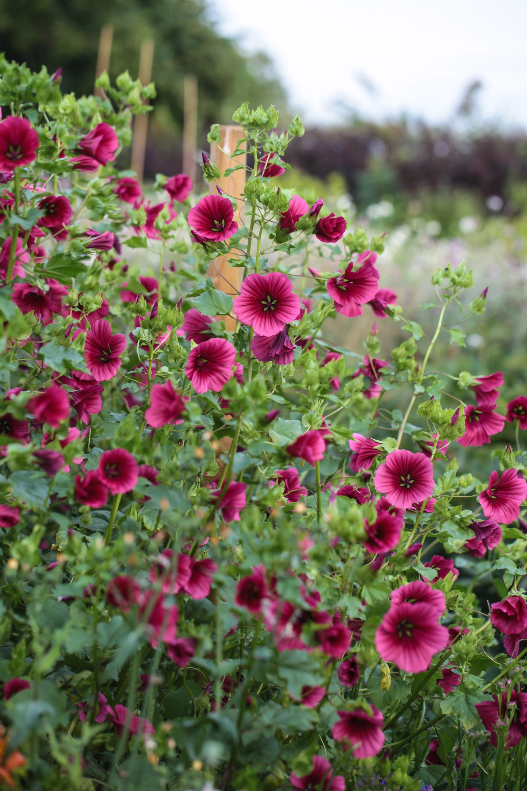 Malope trifida - Pink 'Vulcan' - Image 2