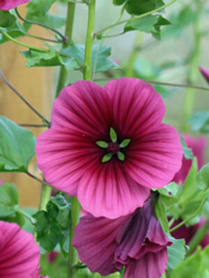 Malope trifida - Pink 'Vulcan'