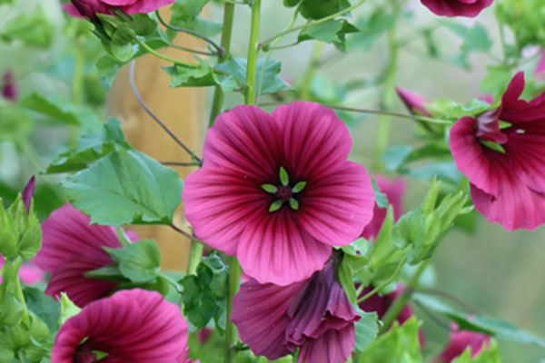 Malope trifida - Pink 'Vulcan'
