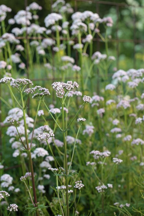 Valeriana officinalis - common valerian - Image 2