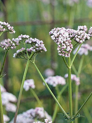 Valeriana officinalis - common valerian