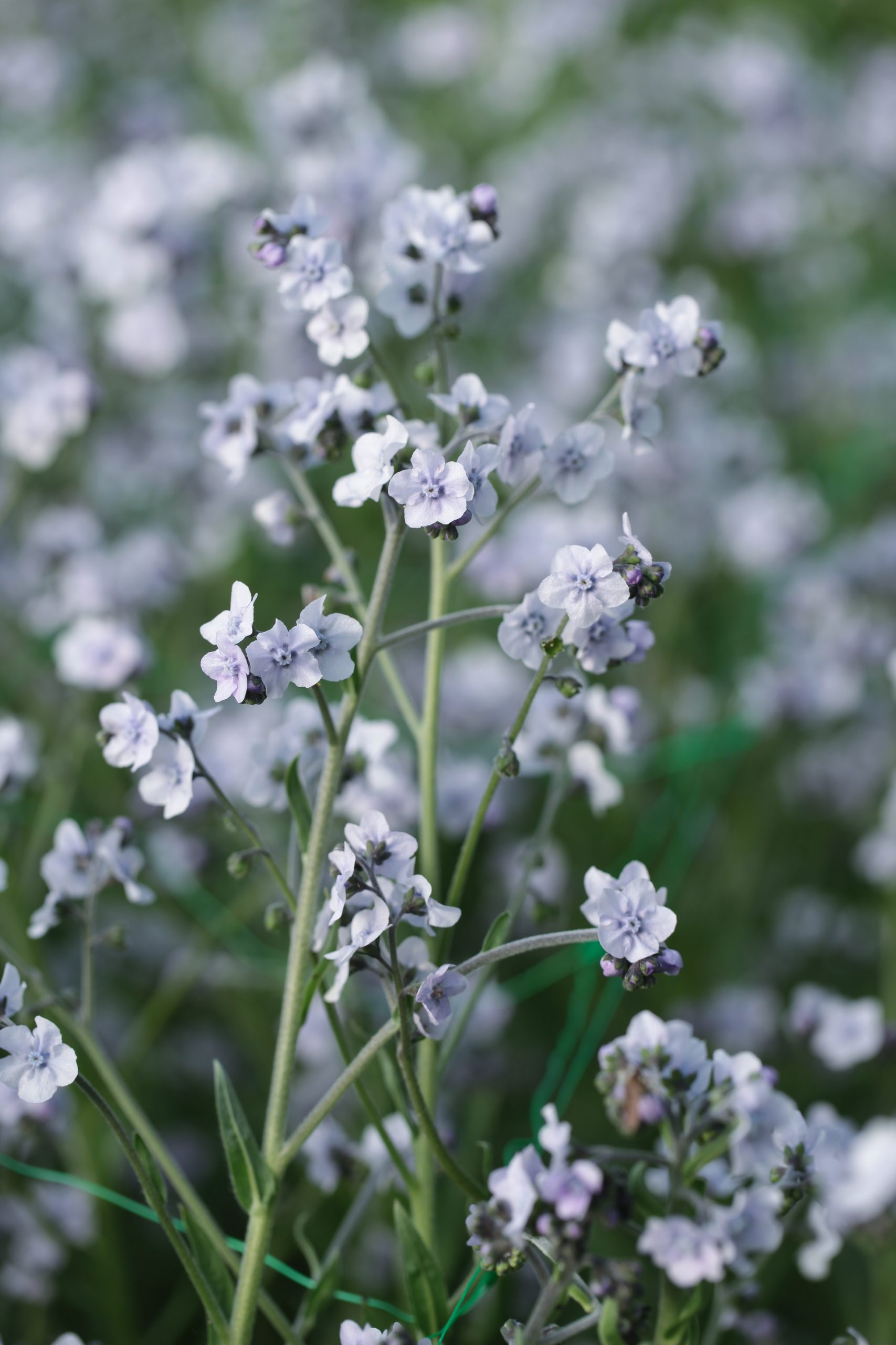 Cynoglossum amabile 'Ms. Marilyn' - Image 2
