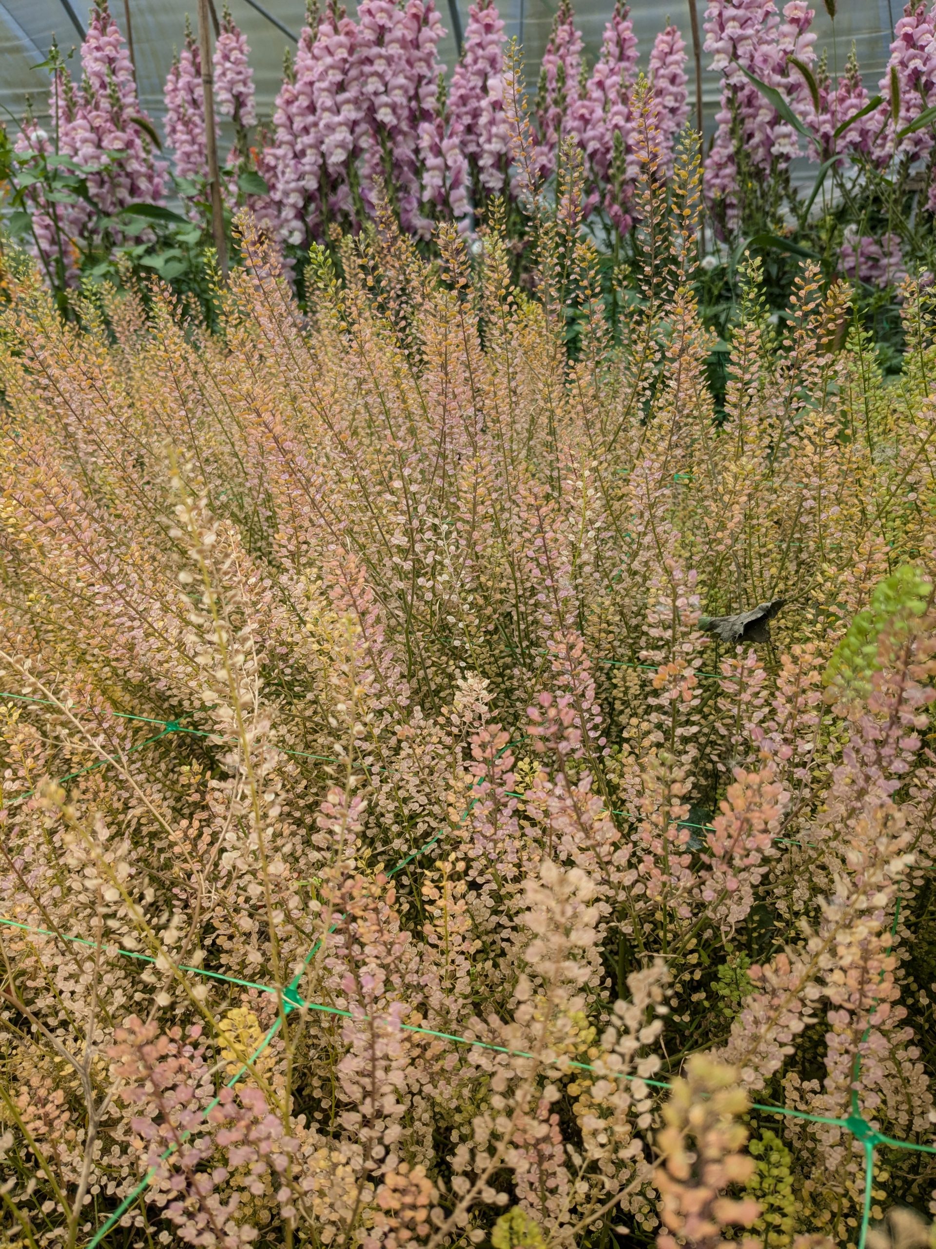 Lepidium spp. 'Green Dragon' - Image 2
