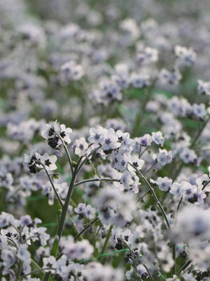 Cynoglossum amabile 'Ms. Marilyn'
