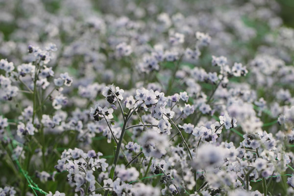 Cynoglossum amabile 'Ms. Marilyn'