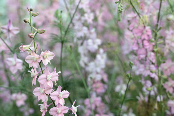 Delphinium consolida 'Fancy Belladonna'