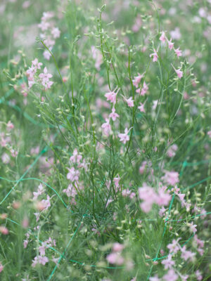 Forking Larkspur 'Pink Cloud'
