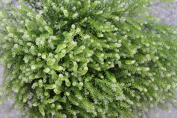 Lepidium spp. 'Green Dragon'