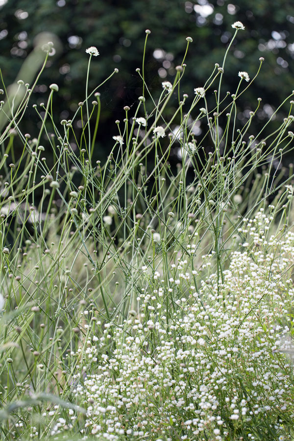 Cephalaria dipsacoides - Image 2