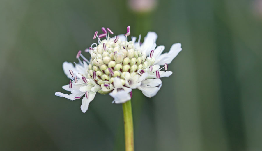 Cephalaria dipsacoides