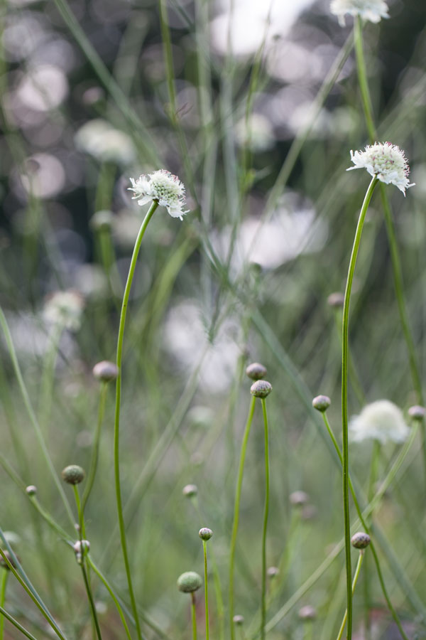 Cephalaria dipsacoides - Image 3