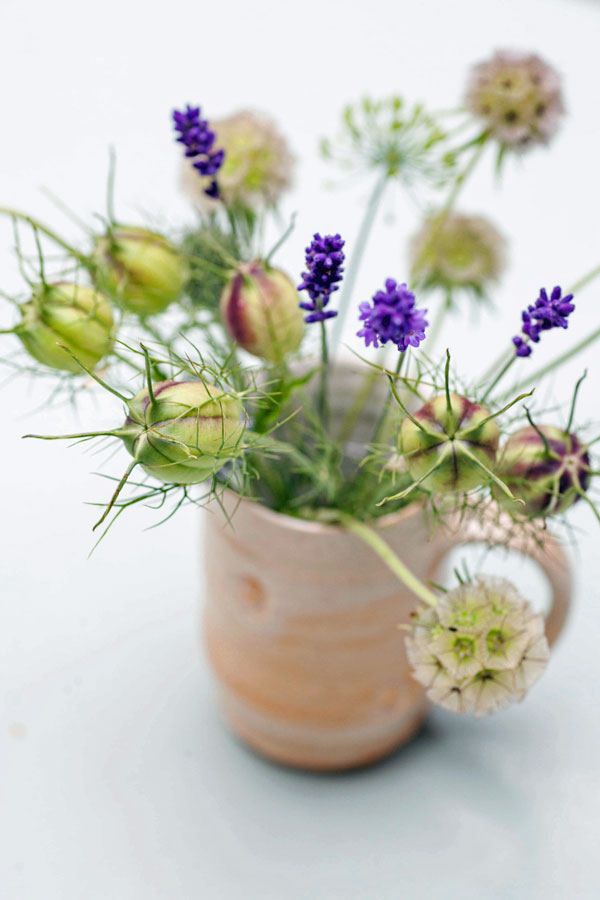 Scabiosa stellata 'Ping Pong' - Image 2