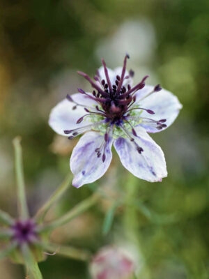 Nigella hispanica Midnight & Delft Blue