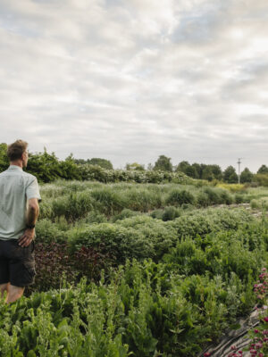 Perennials