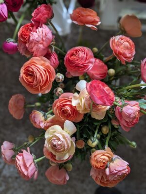 Ranunculus