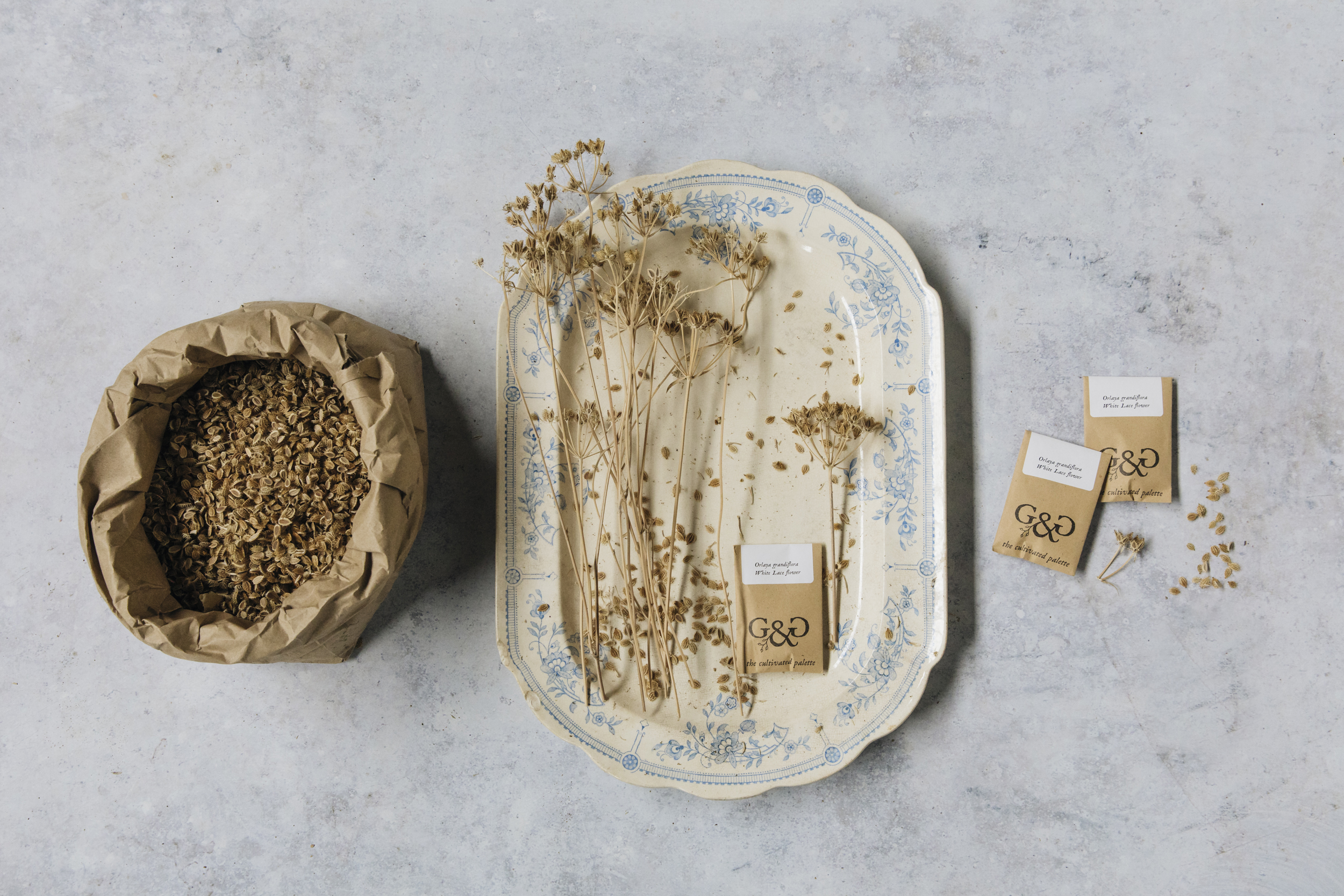 Green and Gorgeous, seeds collecting
