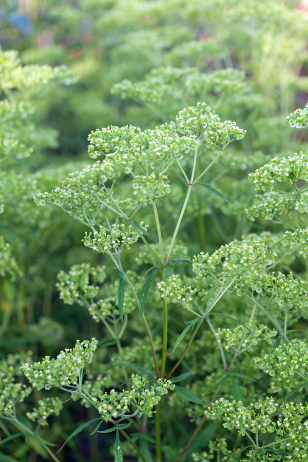 Patrinia monandra - Image 2