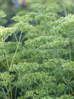 Patrinia monandra