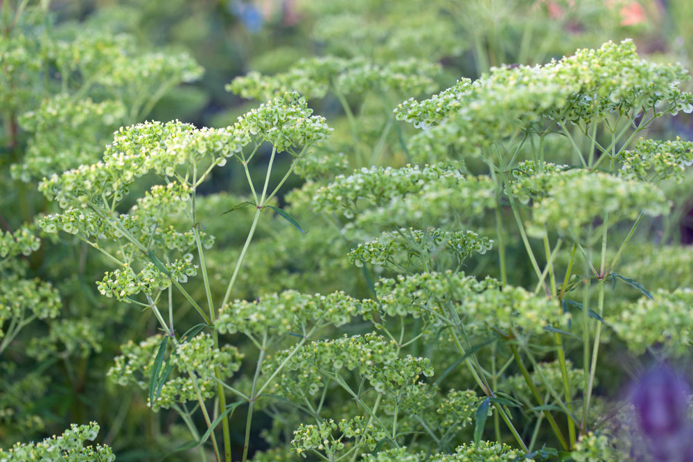 Patrinia monandra