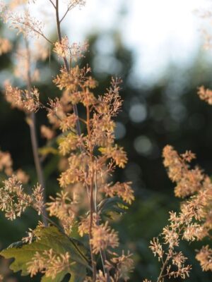 Macleaya microcarpa - Plume poppy