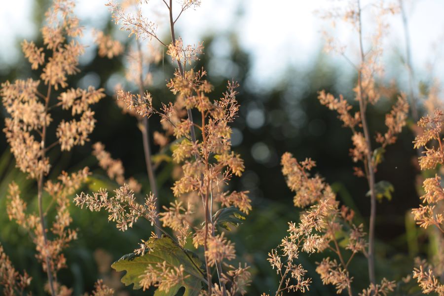 Macleaya microcarpa - Plume poppy
