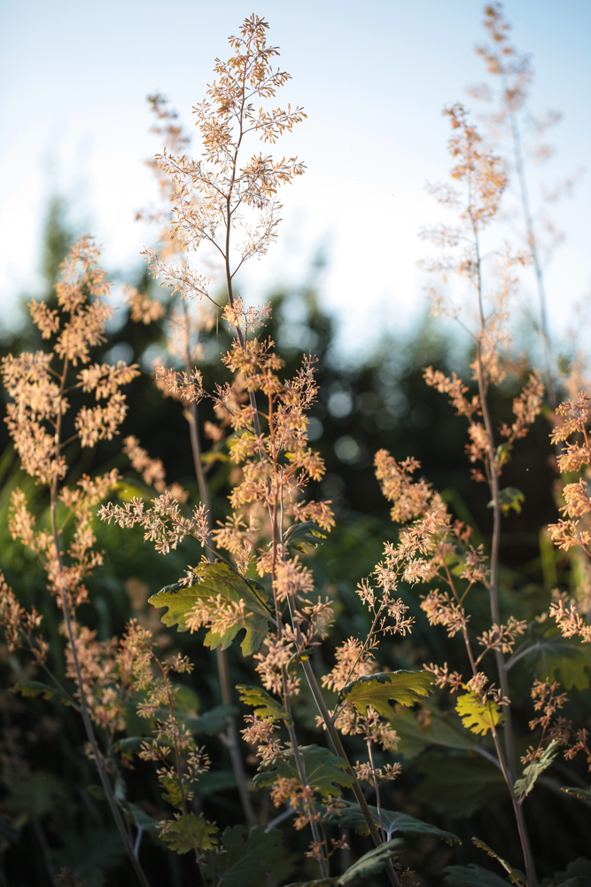 Macleaya microcarpa - Plume poppy - Image 2