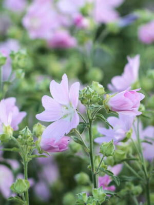Lavatera thuringiaca – Tree mallow