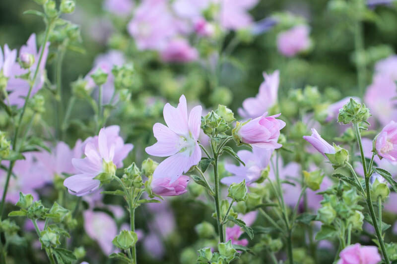 Lavatera thuringiaca – Tree mallow
