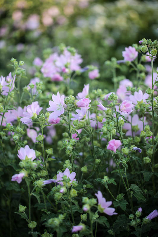 Lavatera thuringiaca – Tree mallow - Image 2
