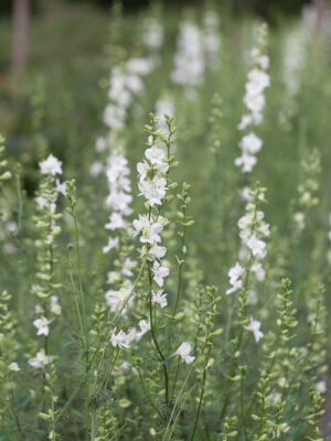 Delphinium consolida 'QIS White' Larkspur