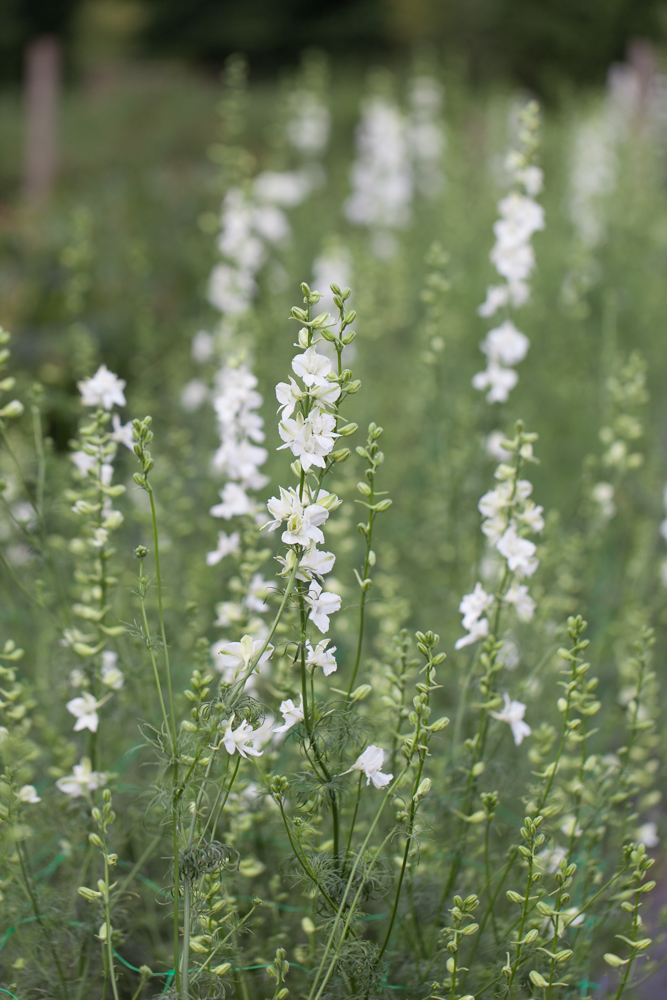 Delphinium consolida 'QIS White' Larkspur
