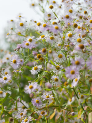 Boltonia decurrens - Winged False Aster