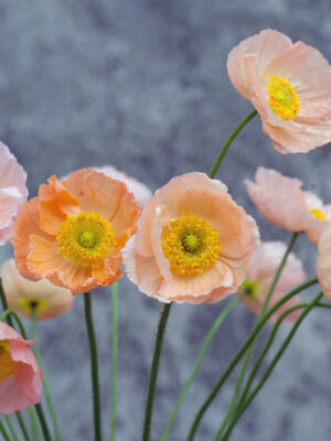 Papaver nudicaule - Icelandic poppy 'Pastel mix'