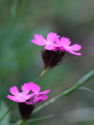 Dianthus carthusianorum