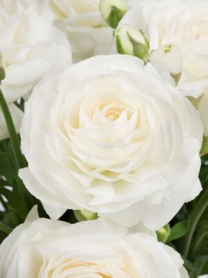 Ranunculus Romance™ Courchevel® (10)