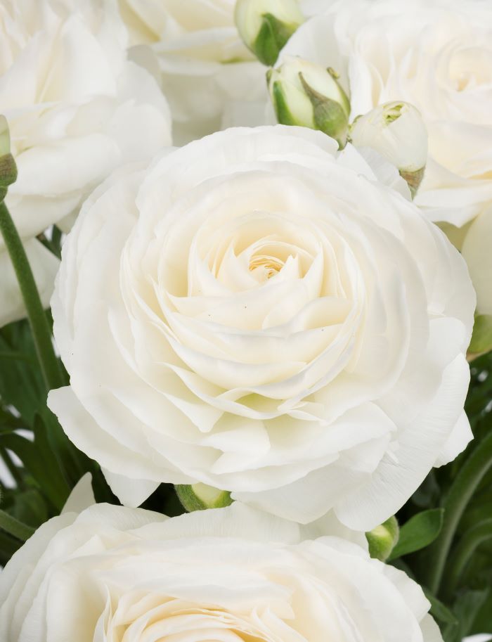 Ranunculus Romance™ Courchevel® (10)