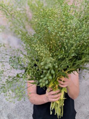 Camelina sativa -'Attraxa'