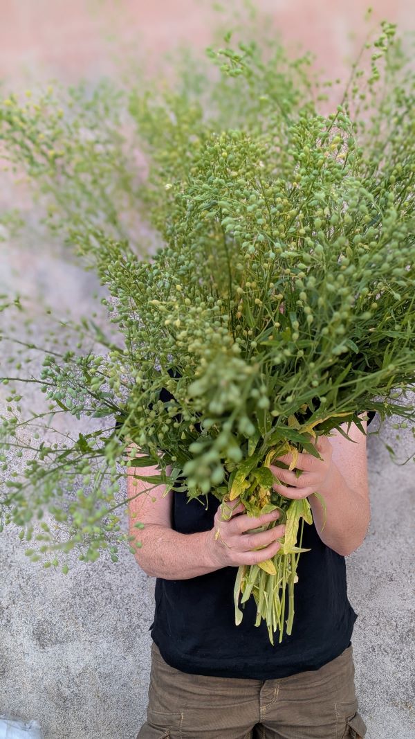 Camelina sativa -'Attraxa'