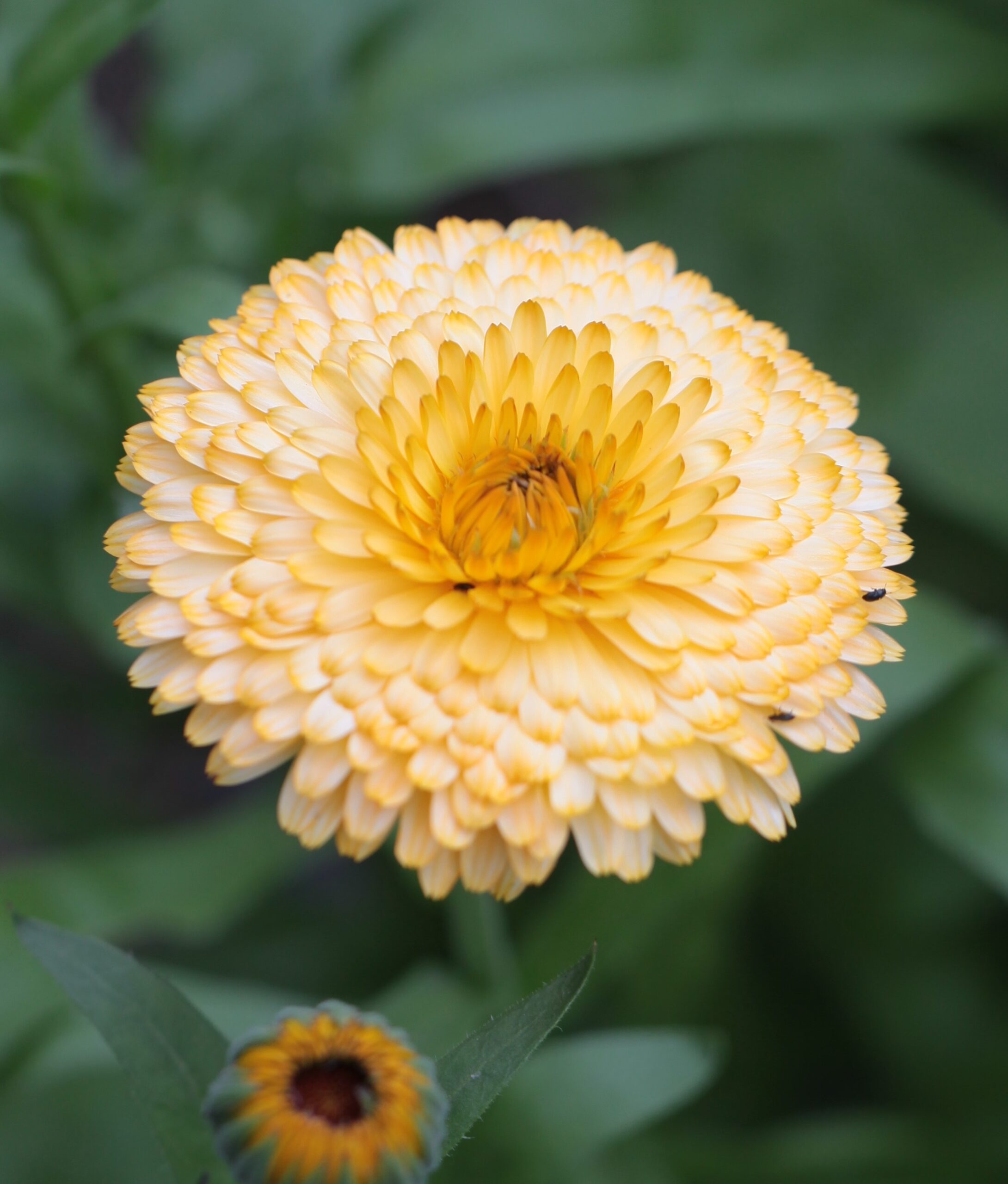 Calendula 'Pacific Apricot' Pot Marigold - Image 2