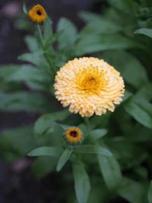 Calendula 'Pacific Apricot' Pot Marigold