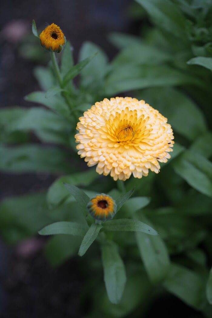 Calendula 'Pacific Apricot' Pot Marigold