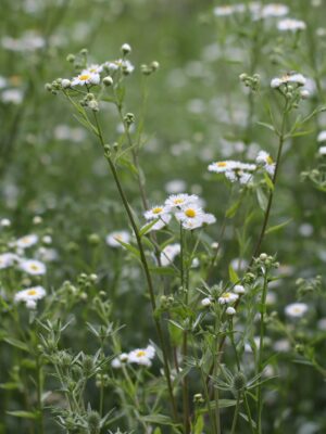 Erigeron annuus - Tall fleabane