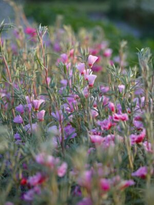 Godetia grandiflora 'Tall double mix'