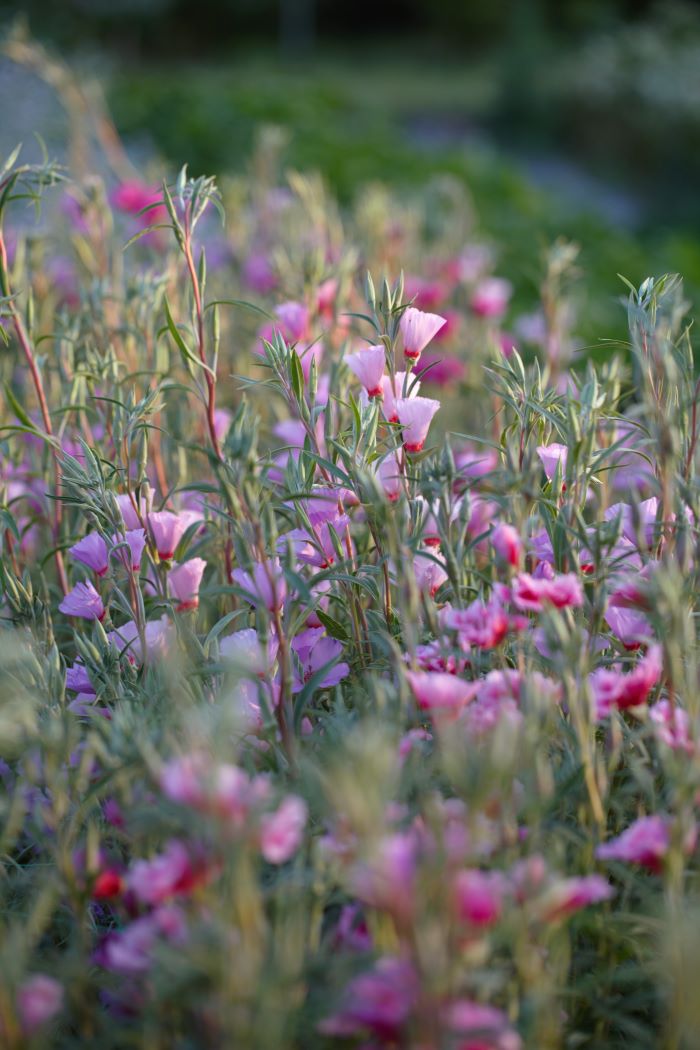 Godetia grandiflora 'Tall double mix'