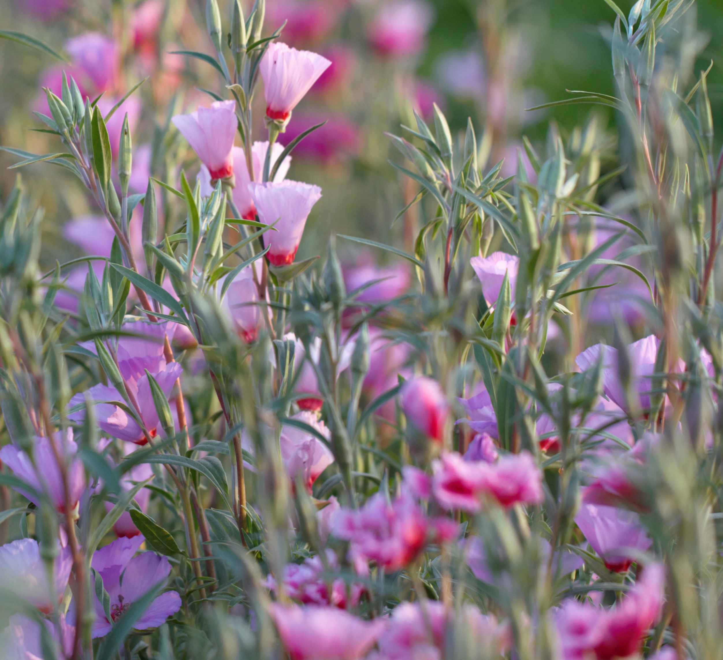 Godetia grandiflora 'Tall double mix' - Image 2