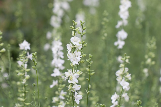 Delphinium consolida 'QIS White' Larkspur - Image 2