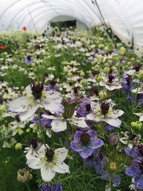 Nigella hispanica Midnight & Delft Blue - Image 3