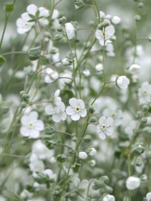Omphalodes linifolia - Argentine Forget me not