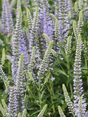 Veronica langifolia - 'Blue shades'