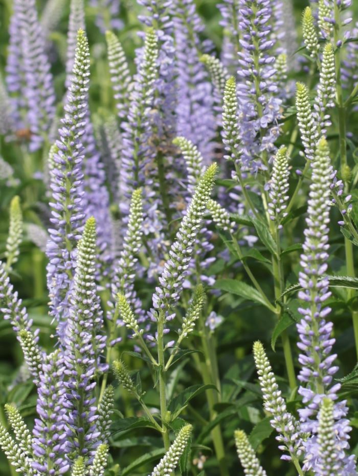 Veronica langifolia - 'Blue shades'